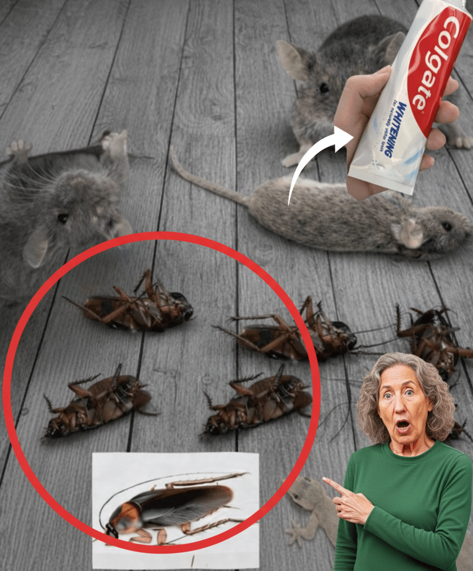 The Unexpected Home Defender: Can Toothpaste Really Deter Pests Like Mice, Roaches, and Ants?